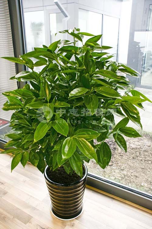 辦公樓擺什么綠植旺風水 平安樹