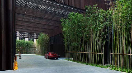 辦公樓擺什么綠植旺風水 鳳尾竹