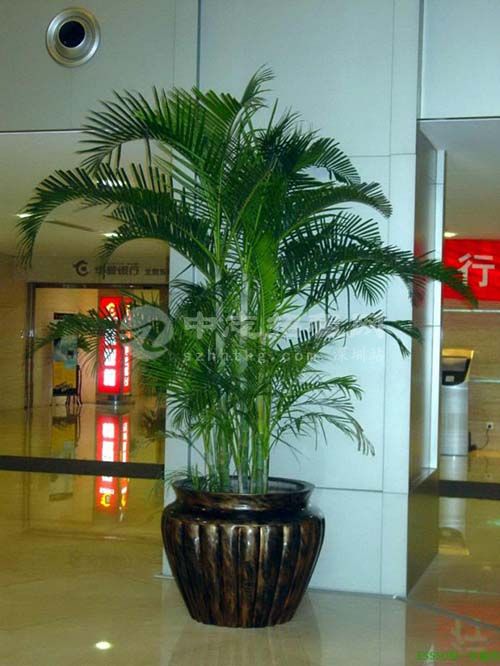 辦公樓擺什么綠植旺風水 散尾葵