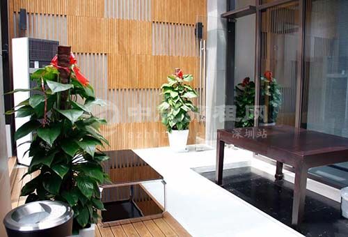 辦公樓擺什么綠植旺風水 綠蘿柱