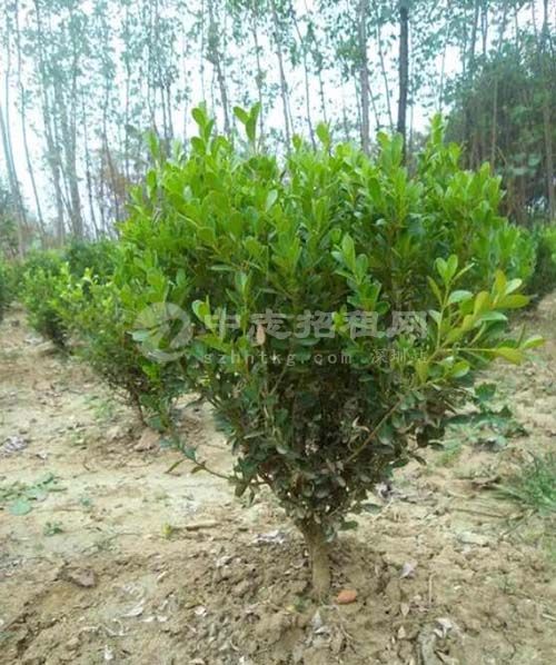 辦公樓前面種什么樹好 黃楊