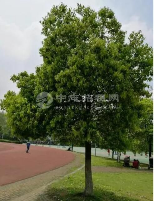 辦公樓前面種什么樹好 樟樹