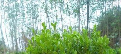 辦公樓前面種什么樹(shù)好